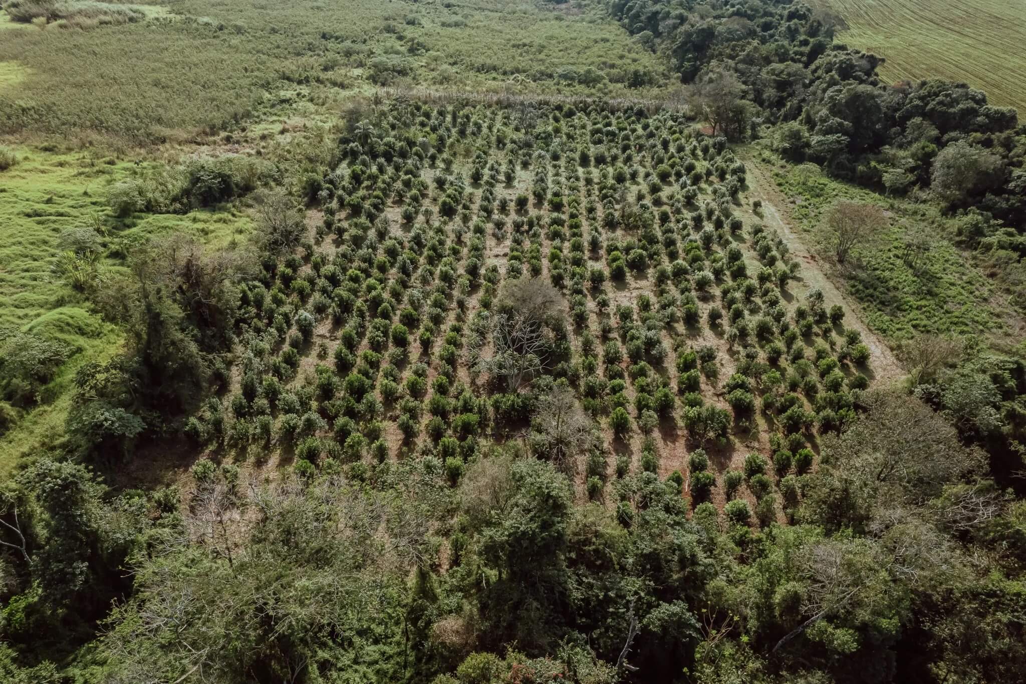 onoiru-yerba-mate-foto (1)